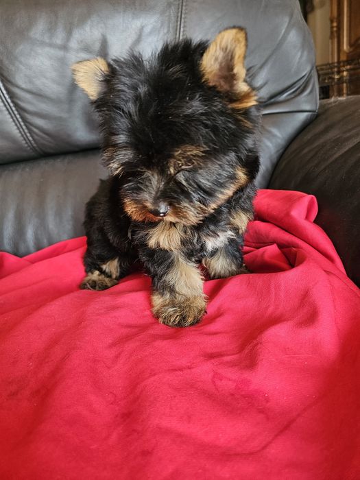 York terrier carier piekny  piesek