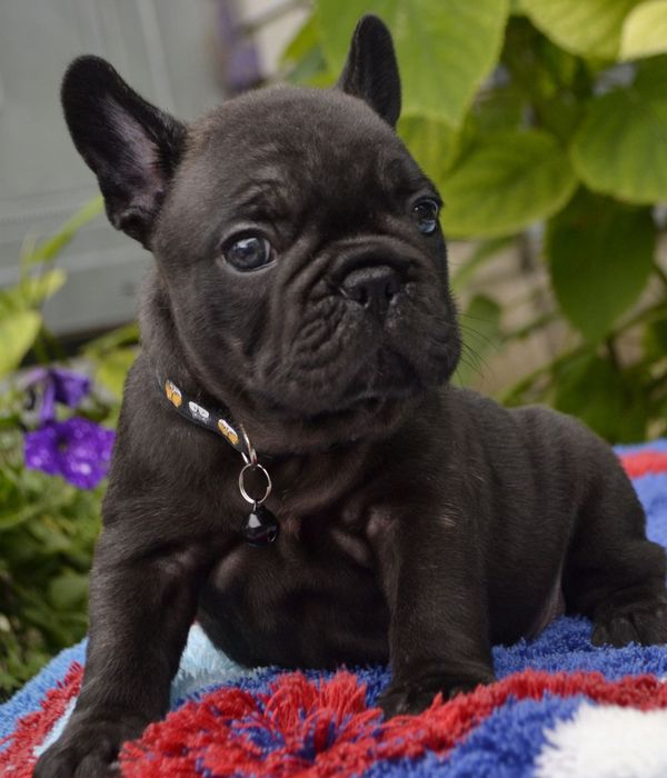Дівчинка. Французький Бульдог