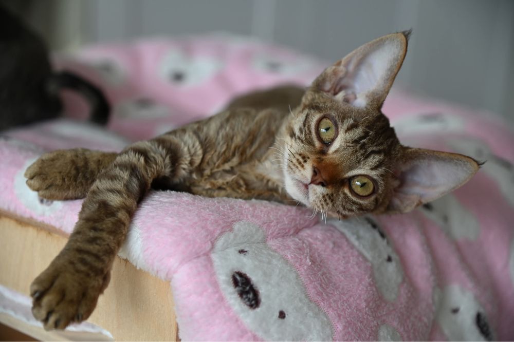 Koteczka Devon Rex Tofi