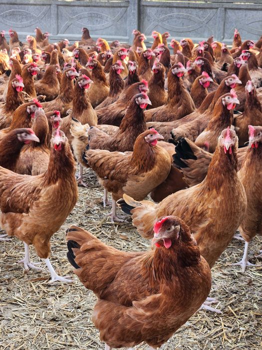 KURY młode ! NIOSKI z wolnego wybiegu z jajkiem ! Dowóz GRATIS !