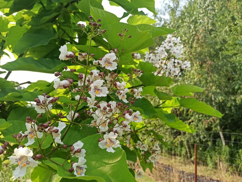 Katalpa, Surmia, kwitnąca, różne wymiary