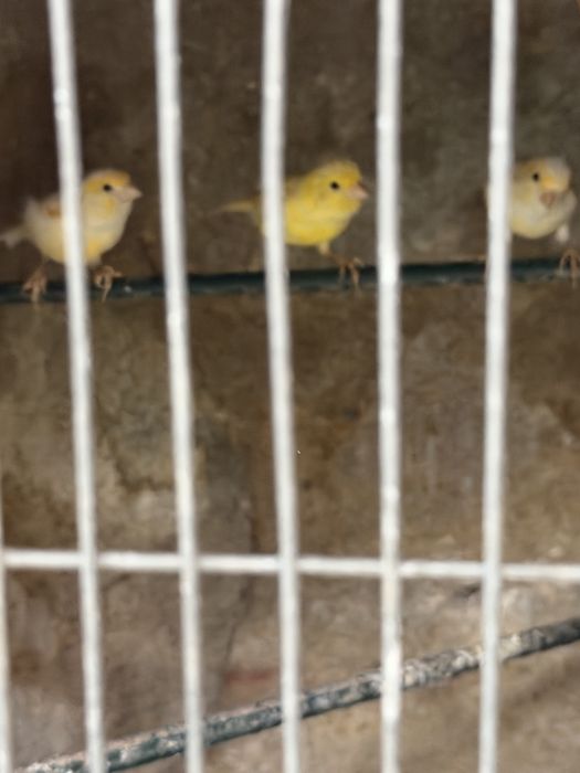 Vendo varias aves
