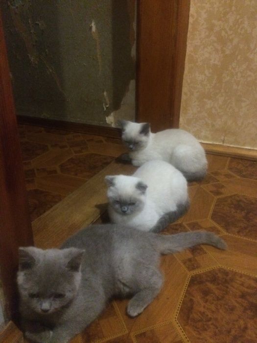 котята шатланд ские и британские