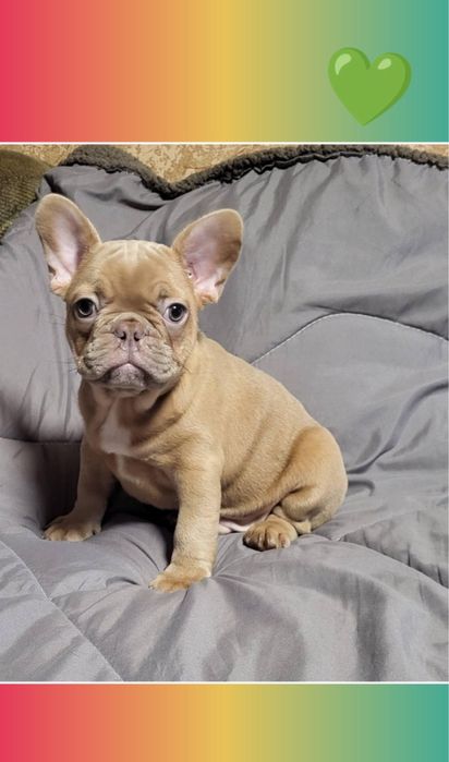 Шоколадний міні красавчик!