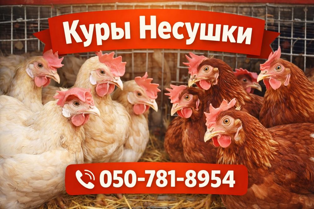 Кури несушки серебристі Ломан-Сенді вік 10місяців
