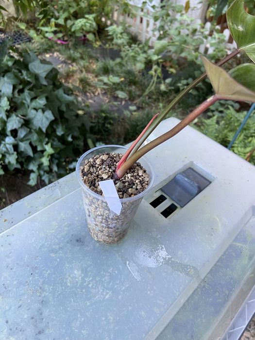 Philodendron Florida Bronze