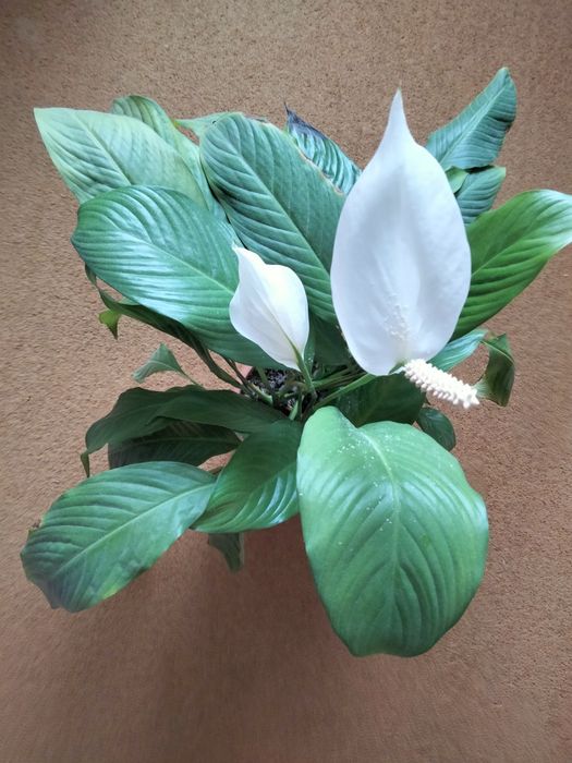 Кімната квітка Спатифілум