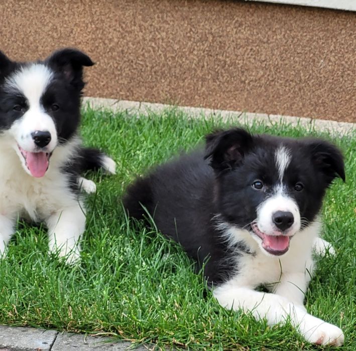 Border Collie Śliczny Maluch