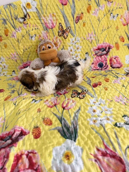 Shih-tzu macho excelente exemplar