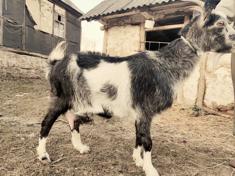 Продам козу ,козенят.