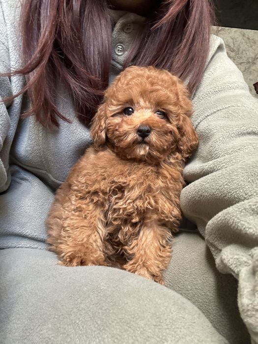 Мальтіпу для дітей! Від найкращого розплвдника