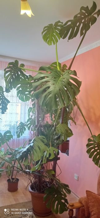 Продам велику Манстеру