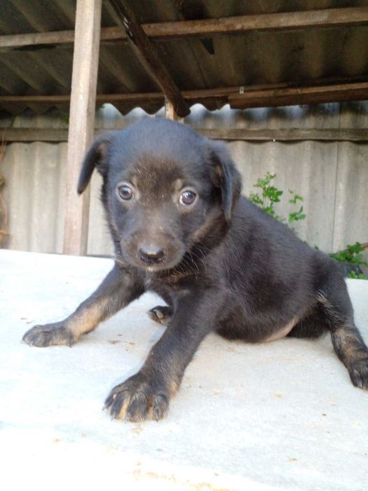 Цуценята в добрі руки