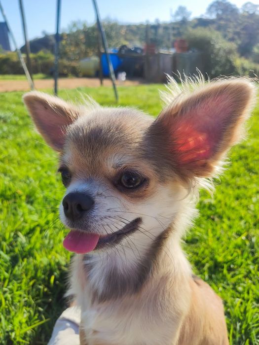 Chihuahua macho pêlo comprido