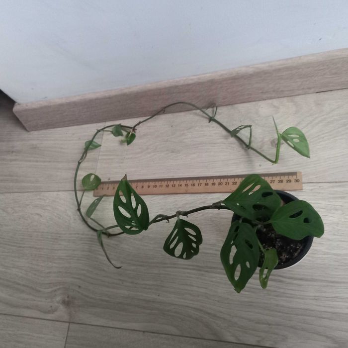 Monstera OBLIQUA , Адонсона - Монстера косая, карликовая