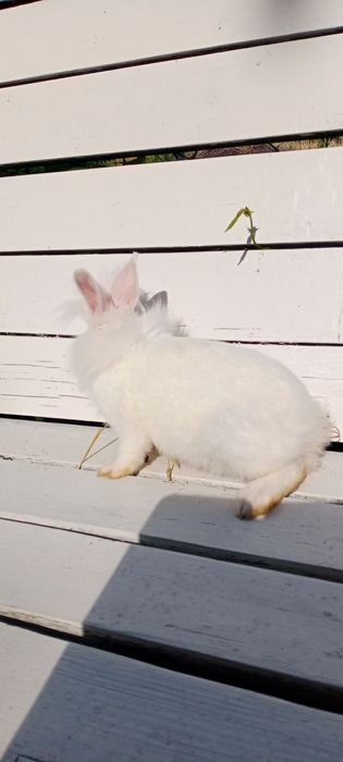 Карликовий торчевухий кролик, Львіноголовий