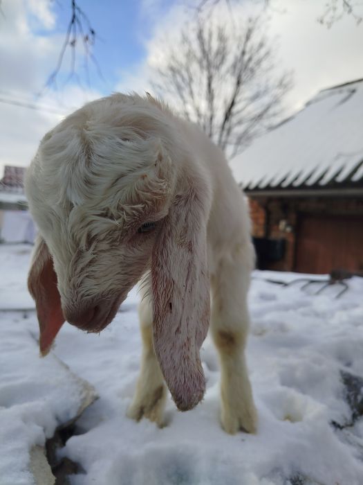Козлики на племя