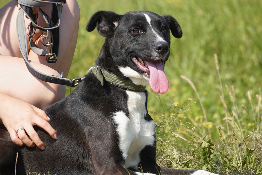 Terenia - śliczna sunia szuka domu