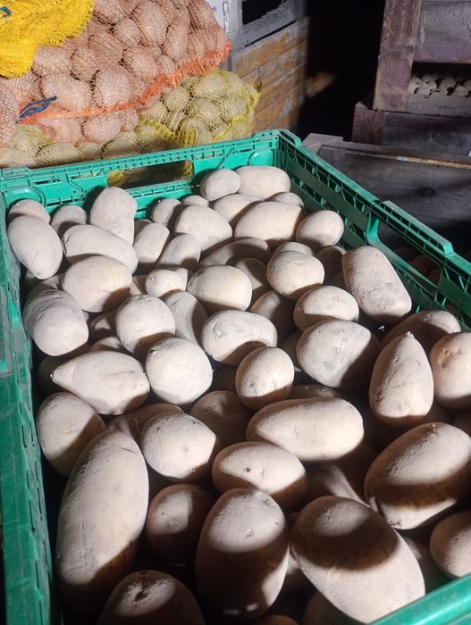 Ziemniaki jadalne Queen Anne .Denar