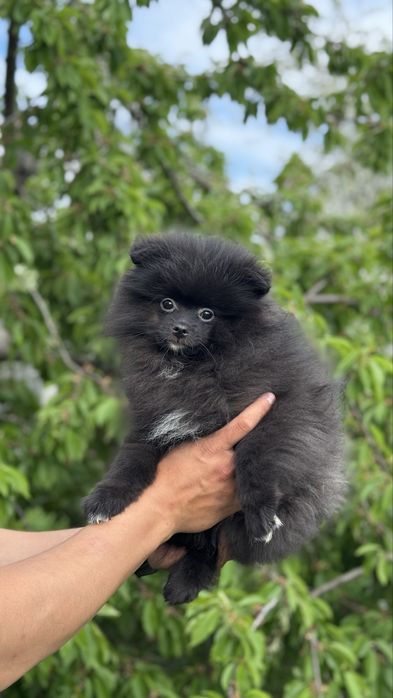 Цуценя Померанський Шпіц хлопчик