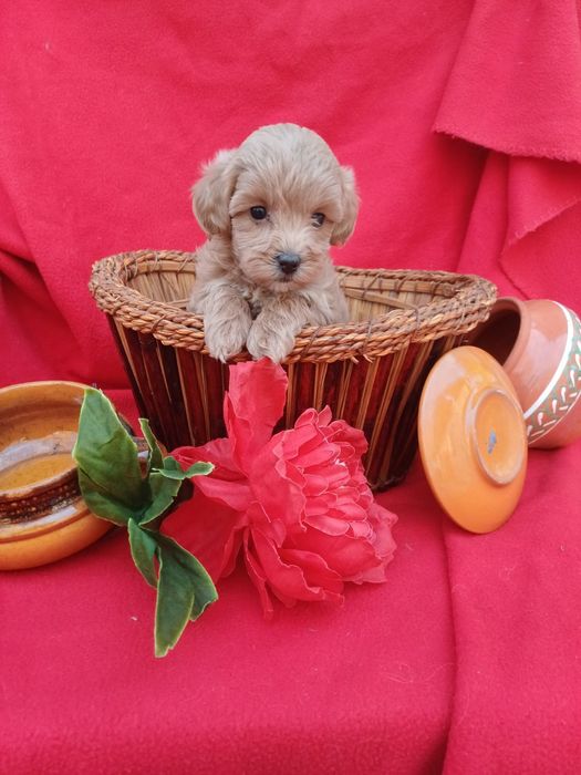 Радість  у вашому домі-хлопчик Мальтіпу  Ф1.