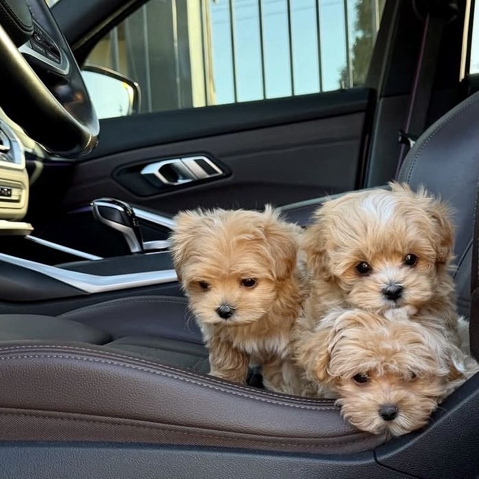 Міні і мікро малюки Мальтіпу F1