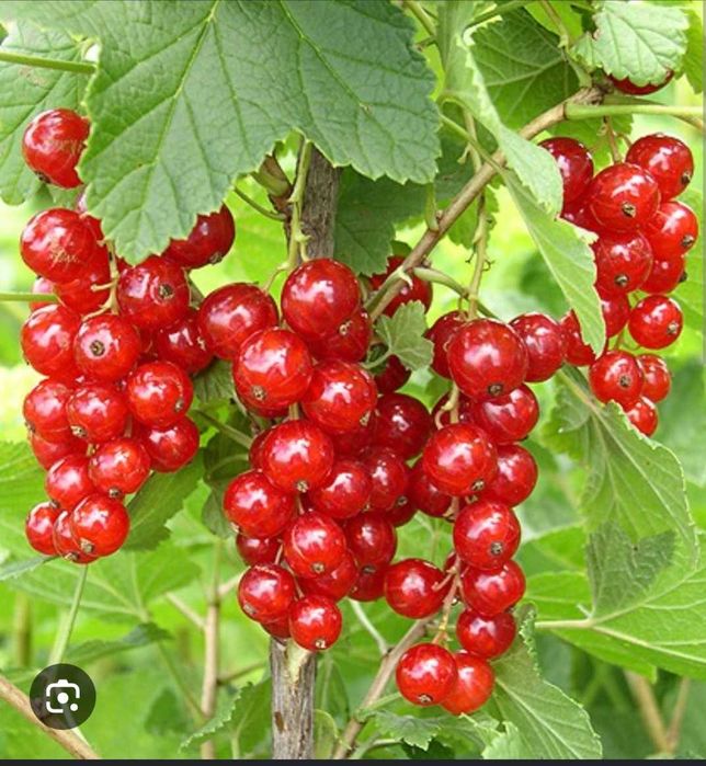 Вишня спелая домашняя