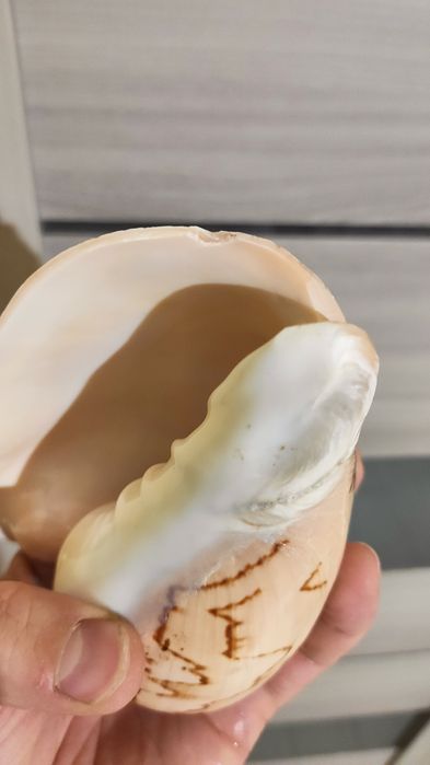 Ракушка большая   .