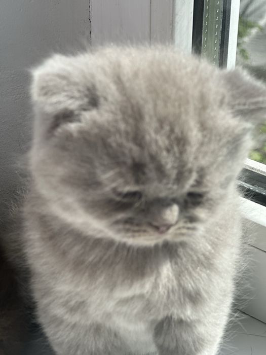 Шотландські кошенята