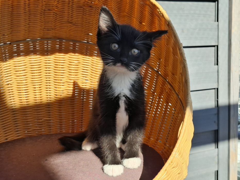 MaoMao i Poppy - kocie maluszki szukają domu w Poznaniu