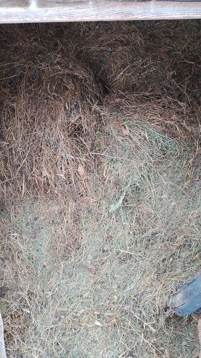 Продам  сіно отава кошене в ручну