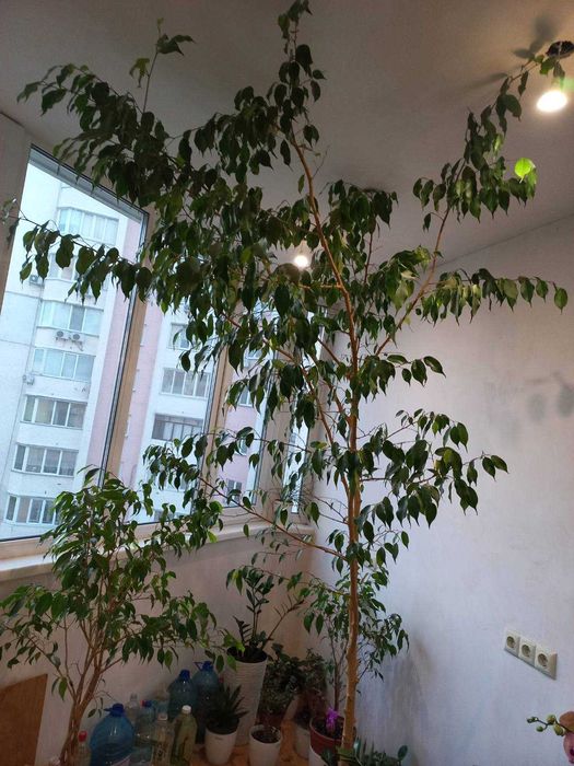 фікус бенджаміна 2,7м.