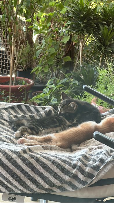 Gatinhos para adopcao respondavek