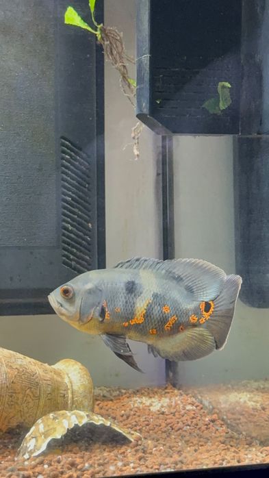 Peixe Óscar para venda