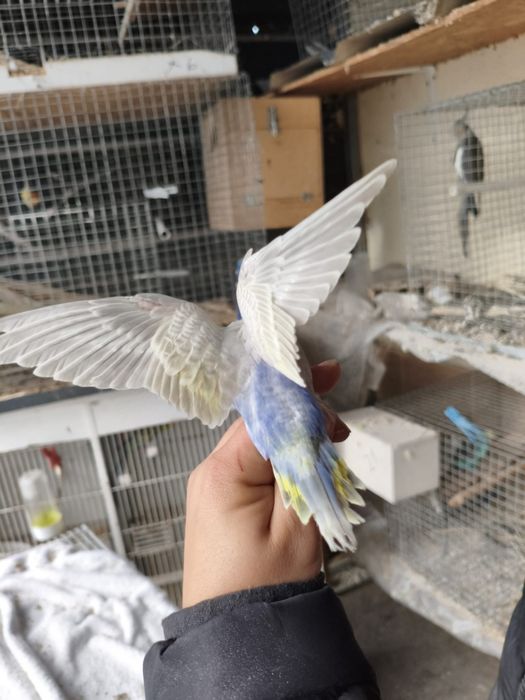 Piriquitos arco iris