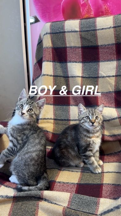 КОШЕНЯТА в теплу родину