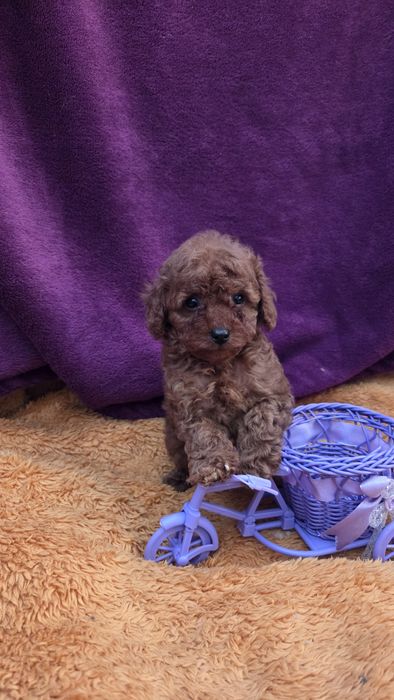 Той пудель  девочка