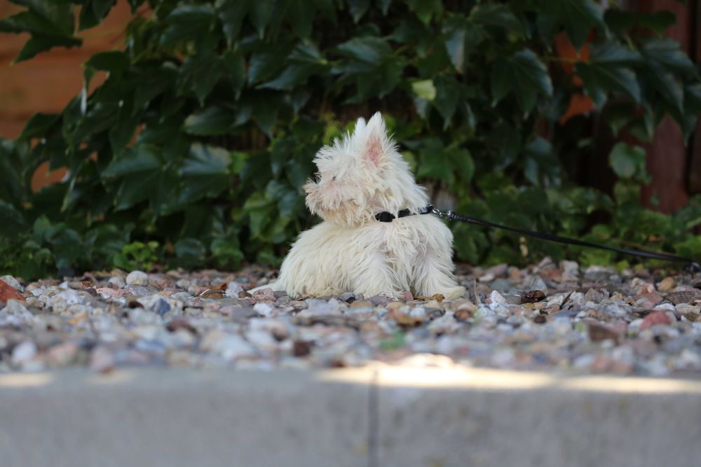 West highland white terrier szczeniak malutki