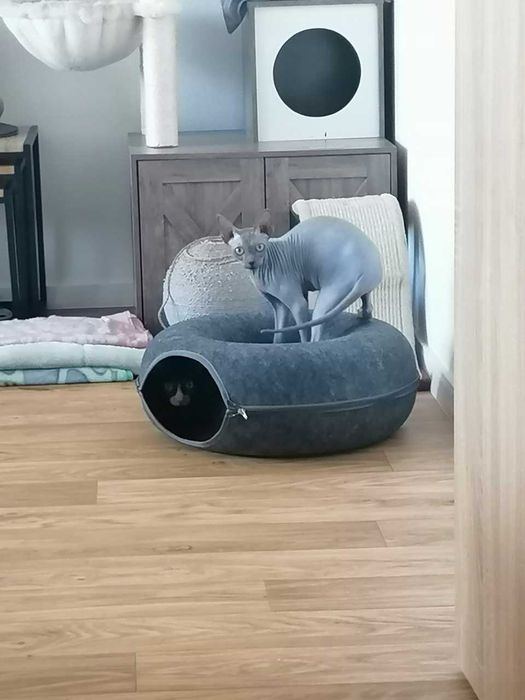 Legowisko dla Kota Tunel Domek Filcowy Przytulne i Wytrzymałe 2w1 50cm.