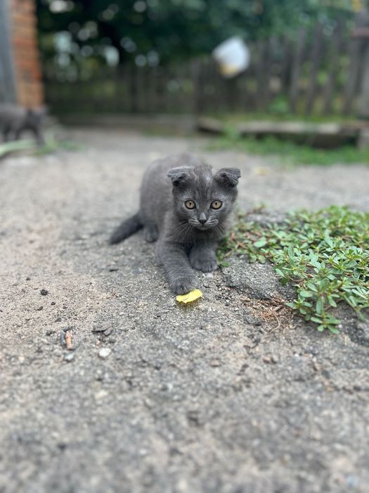 Кошенята від британської висловухої кішечки