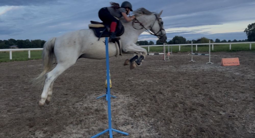 Dzierzawa spokojnego wałacha