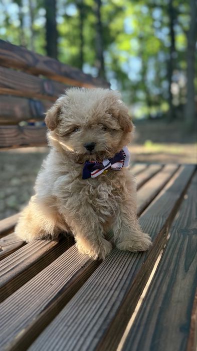 Малюки мальтіпу чекають на своіх батьків