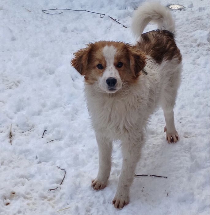 Хлопчик Вінні шукає дім!