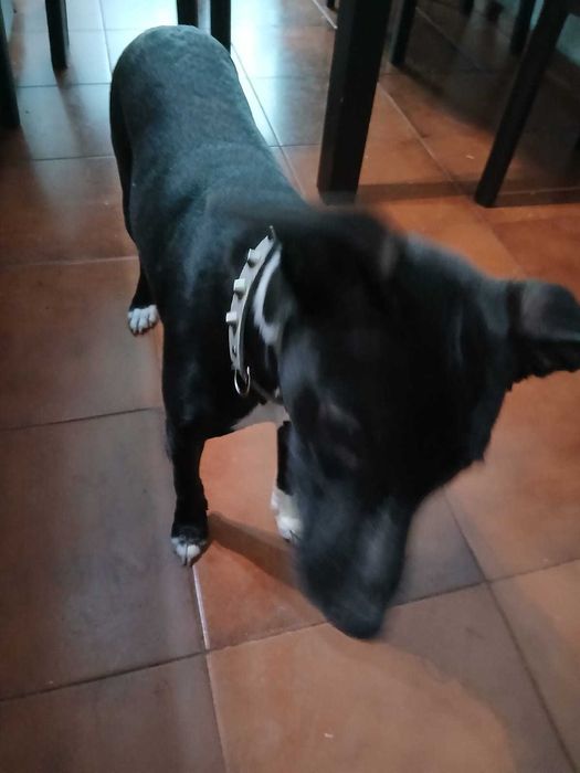 Cadela preta para adoção