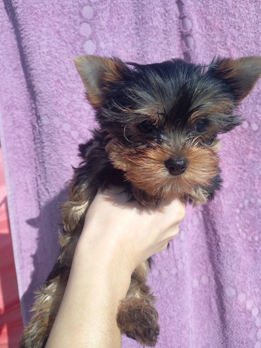 Восхитительный парнишка