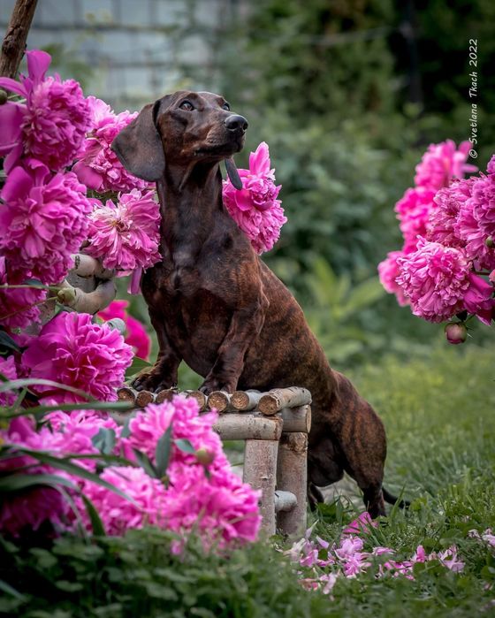 Такса стандартна тигрового забарвлення для в'язки