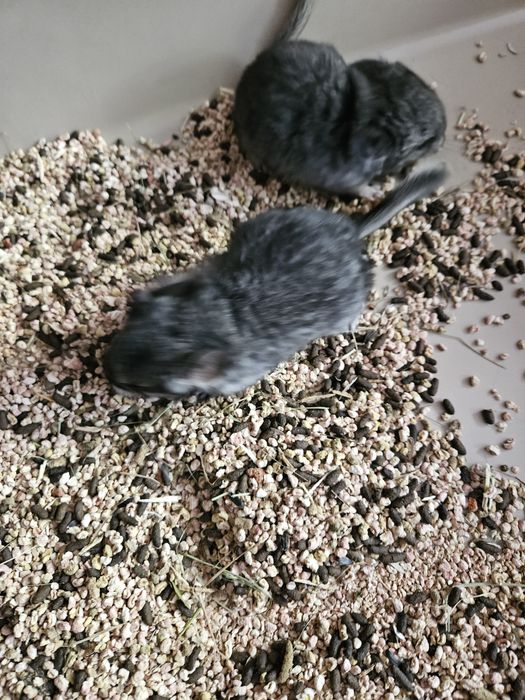 Sprzedam samiczki standart