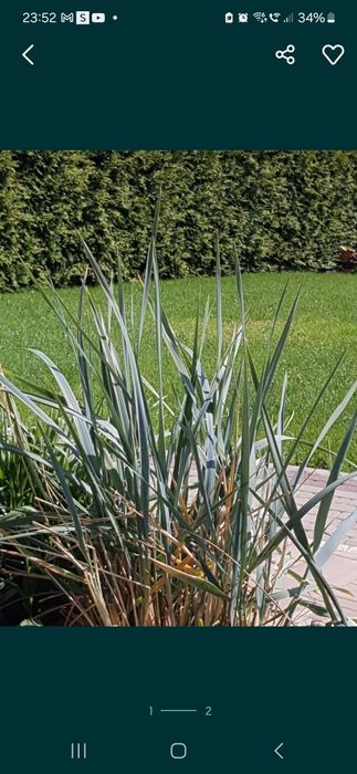 Wydmuchszyca  niebieska komplet 1 szt