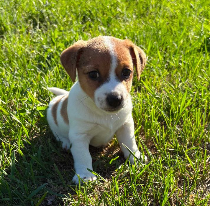 Jack Russell Terrier – wyjątkowa suczka z rodowodem FCI  Hope