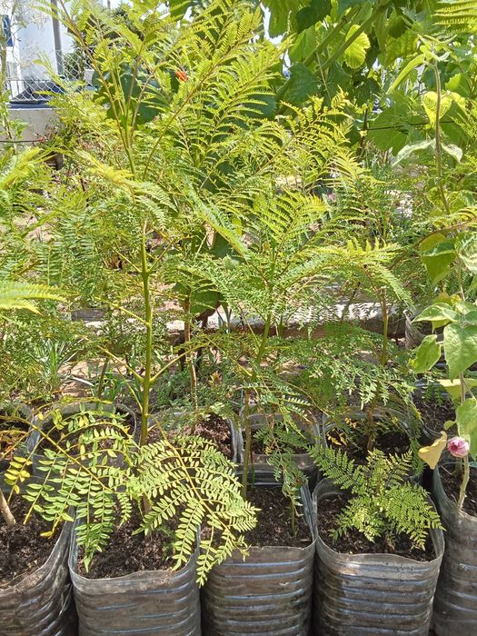 Jacarandás - Planta até 80 cm